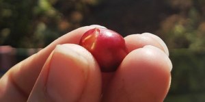 Origin Exploration: Ethiopia @ 900 W 1st Ave, Denver, CO 80223, USA | | |